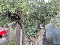 Olijfboom bonsai xl - olea europaea - 250 jaar oud - hoogte ca. 350 cm - afbeelding 4 van  9