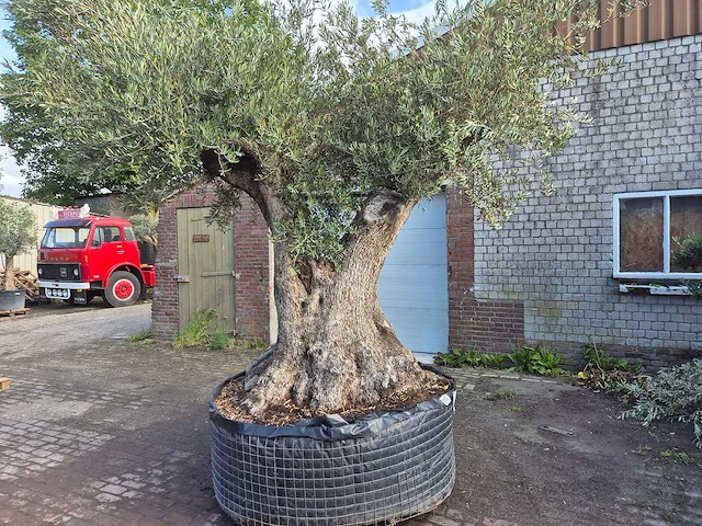 Olijfboom bonsai xl - olea europaea - 250 jaar oud - hoogte ca. 350 cm - afbeelding 5 van  9