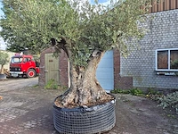 Olijfboom bonsai xl - olea europaea - 250 jaar oud - hoogte ca. 350 cm - afbeelding 5 van  9
