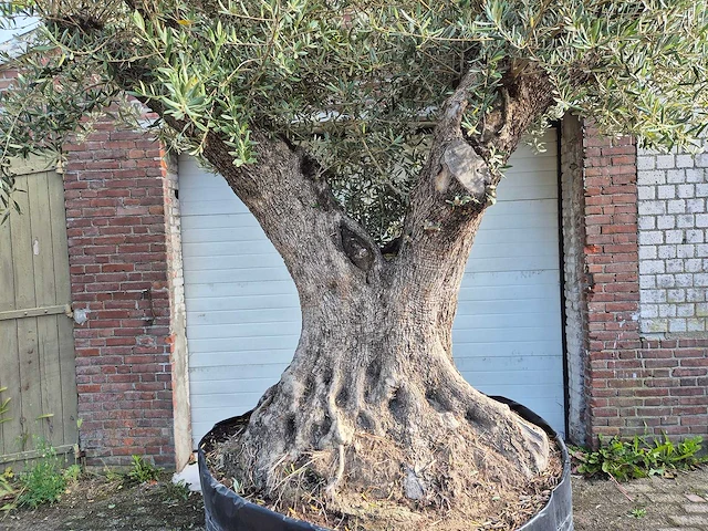 Olijfboom bonsai xl - olea europaea - 250 jaar oud - hoogte ca. 350 cm - afbeelding 6 van  9