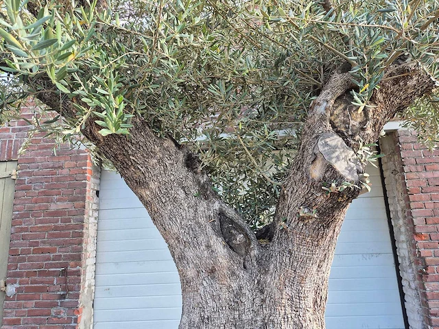 Olijfboom bonsai xl - olea europaea - 250 jaar oud - hoogte ca. 350 cm - afbeelding 7 van  9