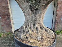 Olijfboom bonsai xl - olea europaea - 250 jaar oud - hoogte ca. 350 cm - afbeelding 8 van  9