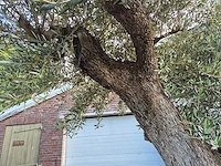 Olijfboom bonsai xl - olea europaea - 250 jaar oud - hoogte ca. 350 cm - afbeelding 9 van  9