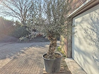 Olijfboom bonsai xl - olea europaea - 50 jaar oud - hoogte ca. 250 cm - afbeelding 4 van  7