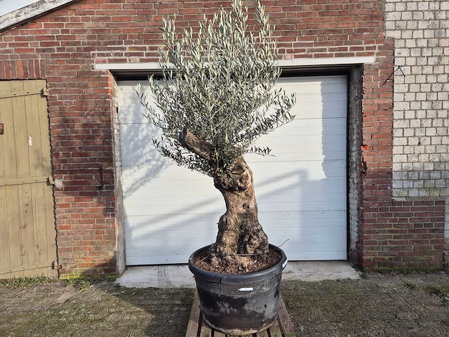 Olijfboom bonsai xl - olea europaea - 50 jaar oud - hoogte ca. 250 cm - afbeelding 1 van  5