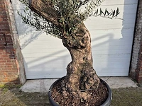 Olijfboom bonsai xl - olea europaea - 50 jaar oud - hoogte ca. 250 cm - afbeelding 2 van  5