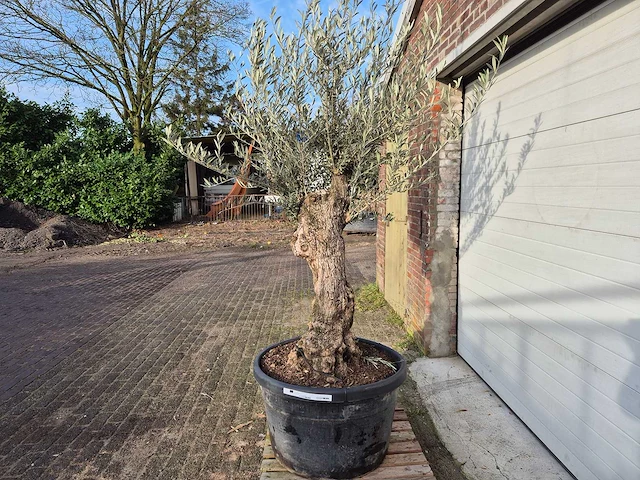 Olijfboom bonsai xl - olea europaea - 50 jaar oud - hoogte ca. 250 cm - afbeelding 3 van  5