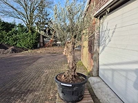 Olijfboom bonsai xl - olea europaea - 50 jaar oud - hoogte ca. 250 cm - afbeelding 3 van  5