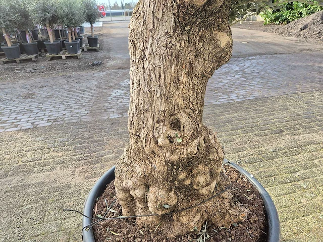 Olijfboom bonsai xl - olea europaea - 50 jaar oud - hoogte ca. 250 cm - afbeelding 4 van  5