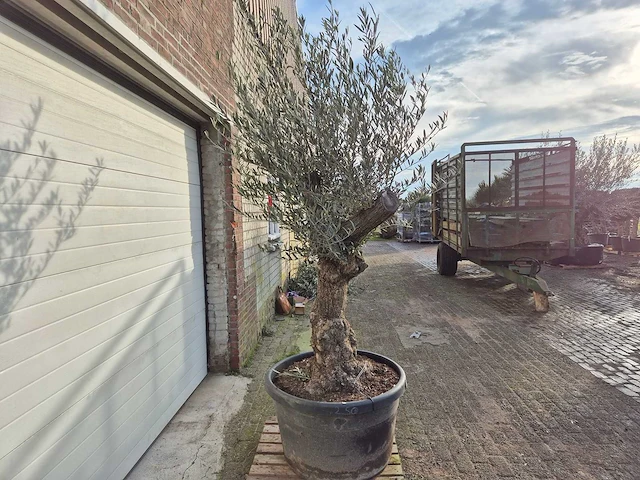 Olijfboom bonsai xl - olea europaea - 50 jaar oud - hoogte ca. 250 cm - afbeelding 5 van  5
