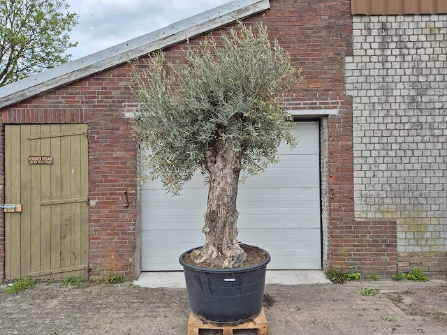 Olijfboom bonsai xl - olea europaea - 80 jaar oud - hoogte ca. 300 cm - afbeelding 1 van  6