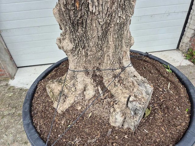 Olijfboom bonsai xl - olea europaea - 80 jaar oud - hoogte ca. 300 cm - afbeelding 2 van  6