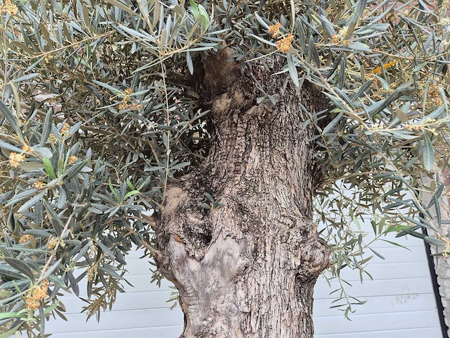Olijfboom bonsai xl - olea europaea - 80 jaar oud - hoogte ca. 300 cm - afbeelding 3 van  6