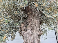 Olijfboom bonsai xl - olea europaea - 80 jaar oud - hoogte ca. 300 cm - afbeelding 3 van  6