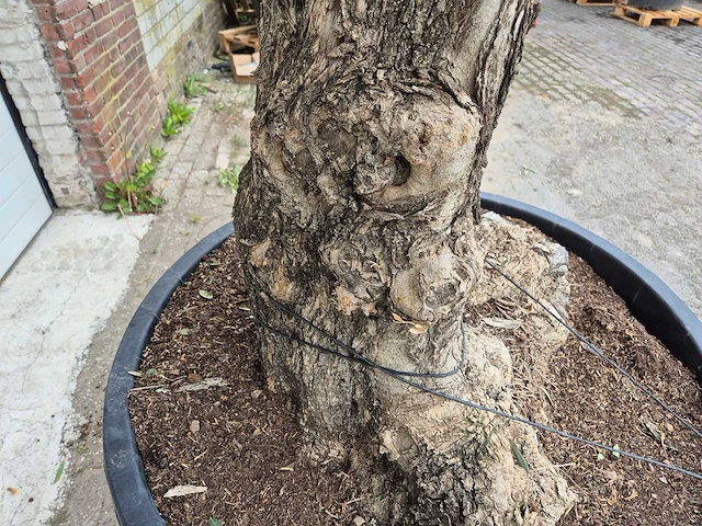 Olijfboom bonsai xl - olea europaea - 80 jaar oud - hoogte ca. 300 cm - afbeelding 4 van  6