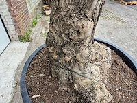 Olijfboom bonsai xl - olea europaea - 80 jaar oud - hoogte ca. 300 cm - afbeelding 4 van  6