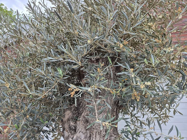 Olijfboom bonsai xl - olea europaea - 80 jaar oud - hoogte ca. 300 cm - afbeelding 5 van  6