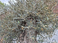 Olijfboom bonsai xl - olea europaea - 80 jaar oud - hoogte ca. 300 cm - afbeelding 5 van  6
