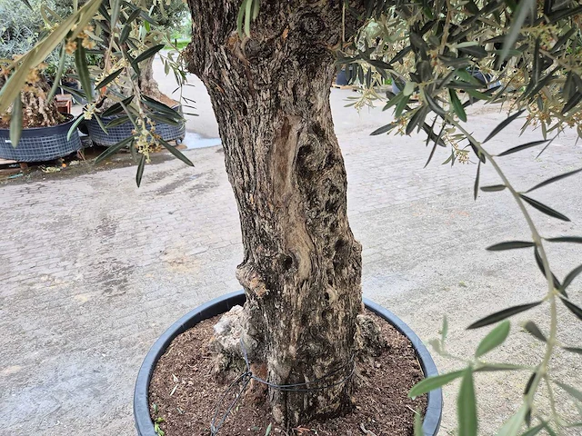 Olijfboom bonsai xl - olea europaea - 80 jaar oud - hoogte ca. 300 cm - afbeelding 6 van  6