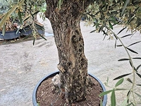 Olijfboom bonsai xl - olea europaea - 80 jaar oud - hoogte ca. 300 cm - afbeelding 6 van  6