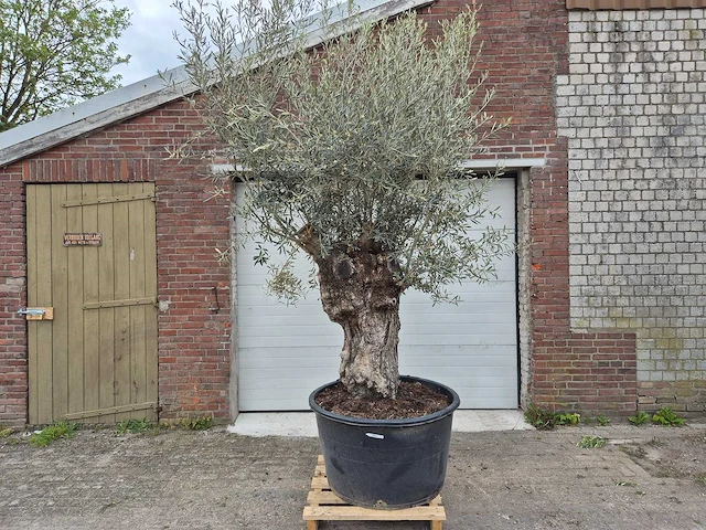 Olijfboom bonsai xl - olea europaea - 80 jaar oud - hoogte ca. 300 cm - afbeelding 1 van  5