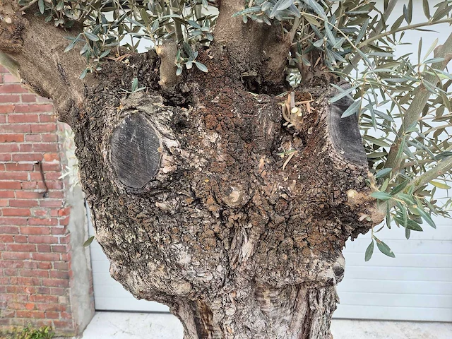 Olijfboom bonsai xl - olea europaea - 80 jaar oud - hoogte ca. 300 cm - afbeelding 2 van  5