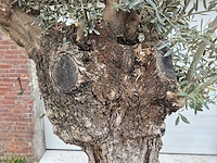 Olijfboom bonsai xl - olea europaea - 80 jaar oud - hoogte ca. 300 cm - afbeelding 2 van  5