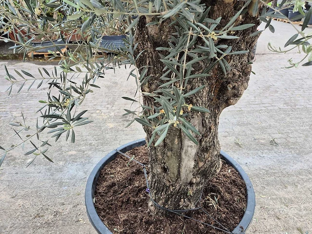 Olijfboom bonsai xl - olea europaea - 80 jaar oud - hoogte ca. 300 cm - afbeelding 3 van  5