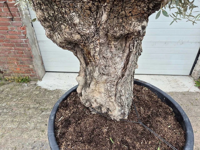 Olijfboom bonsai xl - olea europaea - 80 jaar oud - hoogte ca. 300 cm - afbeelding 4 van  5