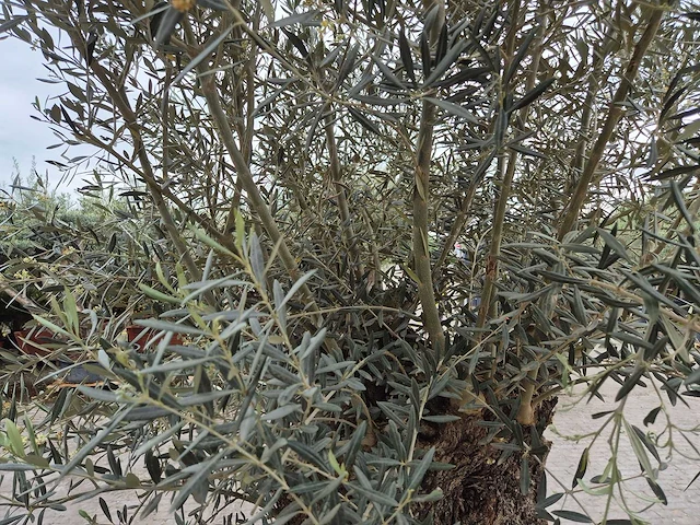 Olijfboom bonsai xl - olea europaea - 80 jaar oud - hoogte ca. 300 cm - afbeelding 5 van  5