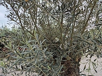 Olijfboom bonsai xl - olea europaea - 80 jaar oud - hoogte ca. 300 cm - afbeelding 5 van  5