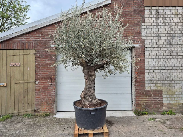 Olijfboom bonsai xl - olea europaea - 80 jaar oud - hoogte ca. 300 cm - afbeelding 1 van  5