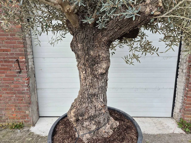 Olijfboom bonsai xl - olea europaea - 80 jaar oud - hoogte ca. 300 cm - afbeelding 2 van  5