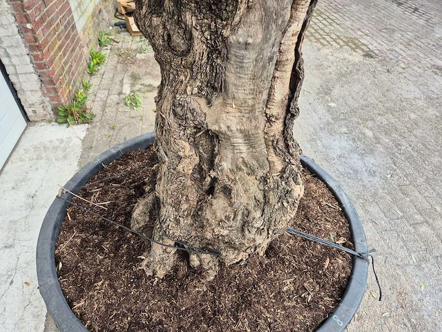 Olijfboom bonsai xl - olea europaea - 80 jaar oud - hoogte ca. 300 cm - afbeelding 3 van  5