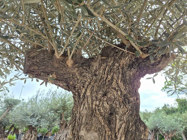 Olijfboom bonsai xl - olea europaea - 80 jaar oud - hoogte ca. 300 cm - afbeelding 4 van  5