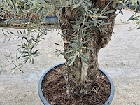 Olijfboom bonsai xl - olea europaea - 80 jaar oud - hoogte ca. 400 cm - afbeelding 3 van  5