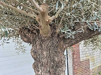 Olijfboom bonsai xl - olea europaea - 80 jaar oud - hoogte ca. 400 cm - afbeelding 5 van  5