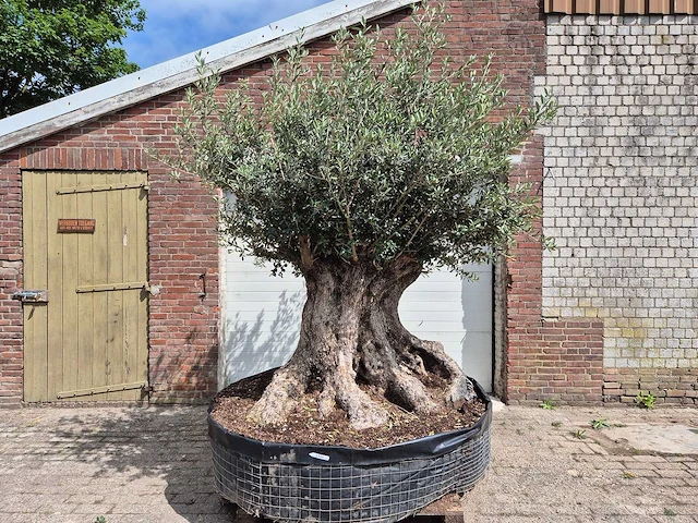 Olijfboom bonsai xxl - olea europaea - 200 jaar oud - hoogte ca. 250 cm - afbeelding 1 van  8