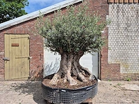 Olijfboom bonsai xxl - olea europaea - 200 jaar oud - hoogte ca. 250 cm