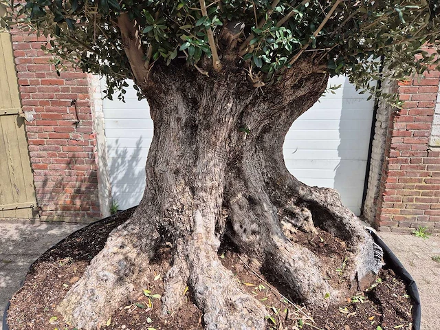 Olijfboom bonsai xxl - olea europaea - 200 jaar oud - hoogte ca. 250 cm - afbeelding 2 van  8