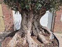 Olijfboom bonsai xxl - olea europaea - 200 jaar oud - hoogte ca. 250 cm - afbeelding 2 van  8