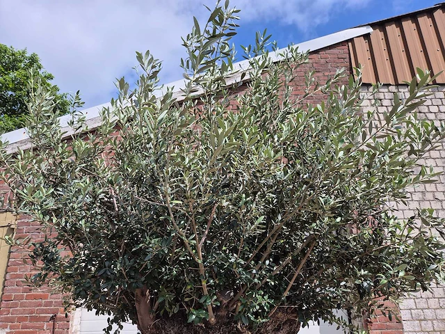 Olijfboom bonsai xxl - olea europaea - 200 jaar oud - hoogte ca. 250 cm - afbeelding 3 van  8