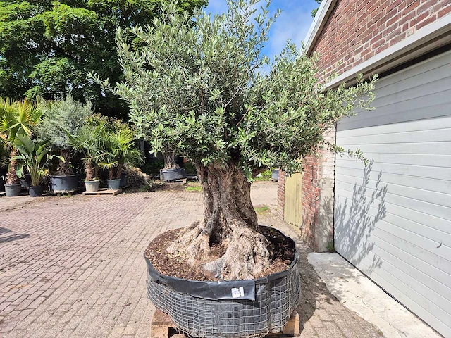Olijfboom bonsai xxl - olea europaea - 200 jaar oud - hoogte ca. 250 cm - afbeelding 4 van  8