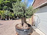 Olijfboom bonsai xxl - olea europaea - 200 jaar oud - hoogte ca. 250 cm - afbeelding 4 van  8