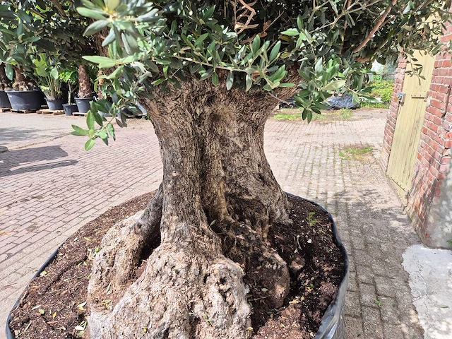 Olijfboom bonsai xxl - olea europaea - 200 jaar oud - hoogte ca. 250 cm - afbeelding 5 van  8