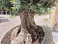 Olijfboom bonsai xxl - olea europaea - 200 jaar oud - hoogte ca. 250 cm - afbeelding 5 van  8