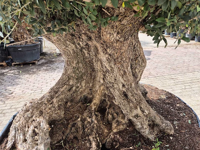 Olijfboom bonsai xxl - olea europaea - 200 jaar oud - hoogte ca. 250 cm - afbeelding 6 van  8