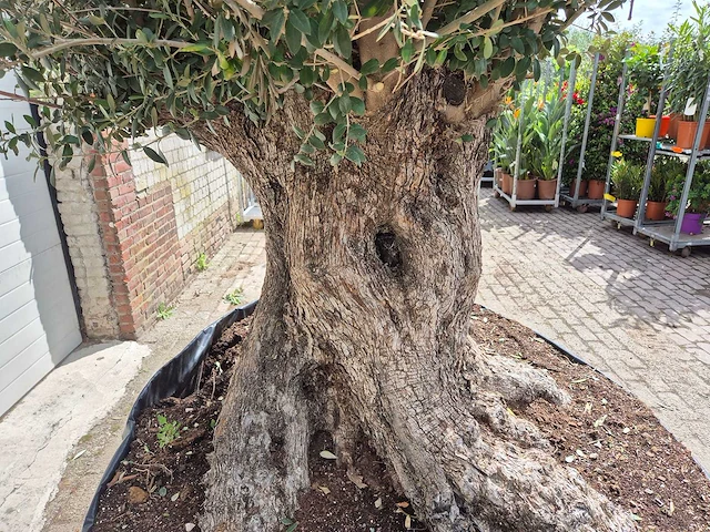 Olijfboom bonsai xxl - olea europaea - 200 jaar oud - hoogte ca. 250 cm - afbeelding 7 van  8