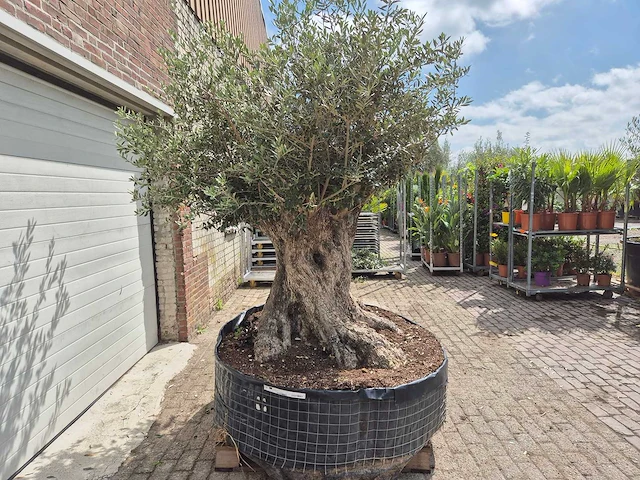 Olijfboom bonsai xxl - olea europaea - 200 jaar oud - hoogte ca. 250 cm - afbeelding 8 van  8