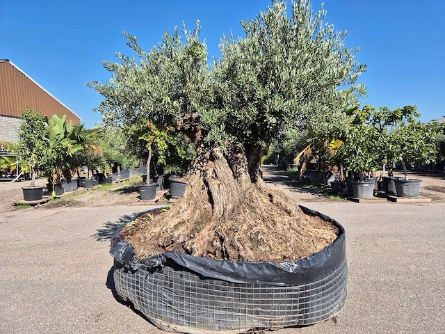 Olijfboom bonsai xxl - olea europaea - 200 jaar oud - hoogte ca. 280 cm - afbeelding 1 van  9